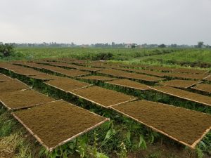 thuốc lào ngon