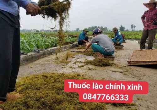 Xã Quảng Định có truyền thống thuốc lào lâu năm