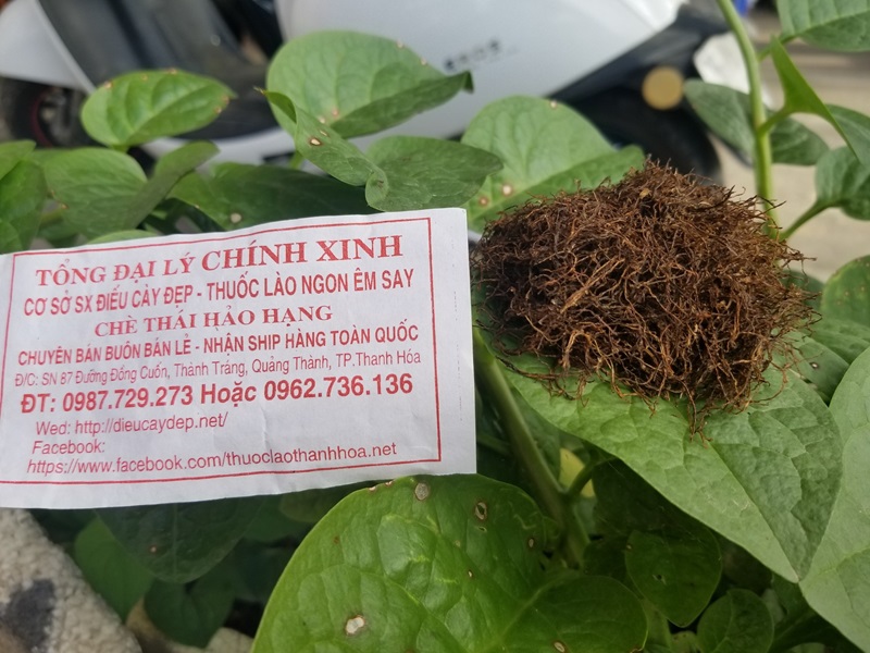 Cách hút thuốc lào không vào phổi