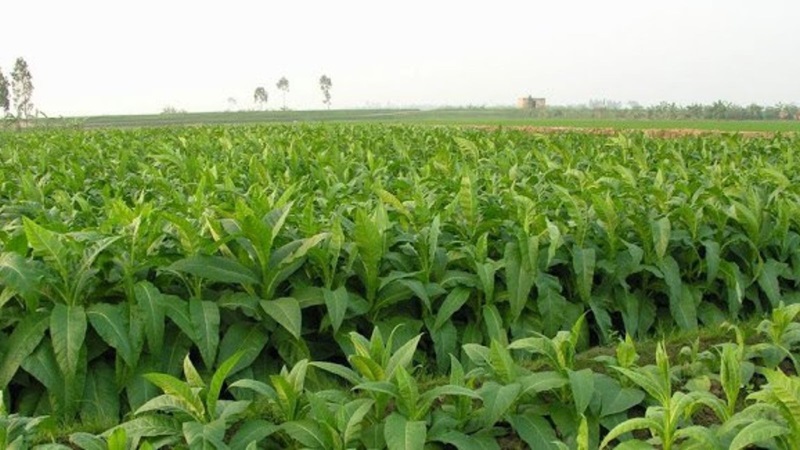 Chọn thuốc lào ngon