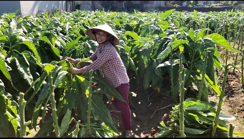 Hút thuốc lào có lợi gì