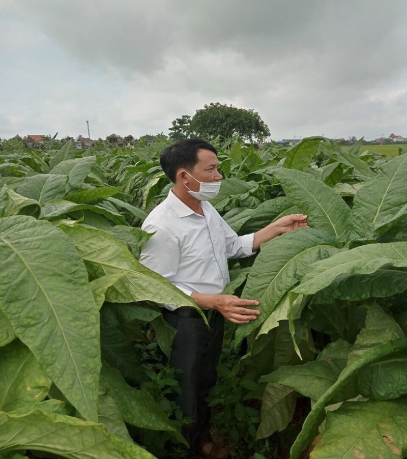 Hút thuốc lào không bị say