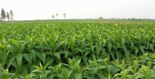 Thuốc Lào Là Gì