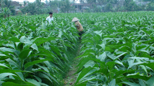 thuốc lào quảng xương