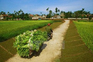 Thuốc Lào Quảng Xương , sản phẩm quê hương tôi