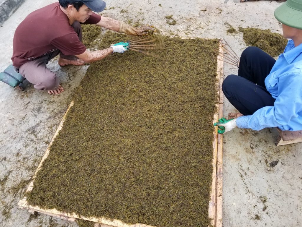 thuốc lào thanh hóa, thuốc lào quảng xương