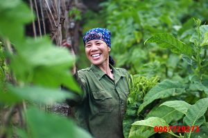 Thu hoạch lá thuốc lào