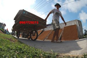 phơi thuốc lào