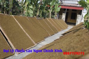 thuốc lào quảng định đang phơi