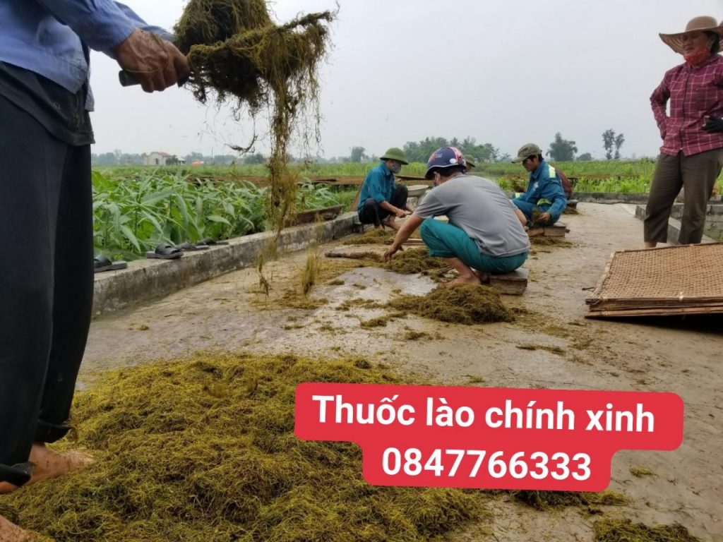 Xã Quảng Định có truyền thống thuốc lào lâu năm