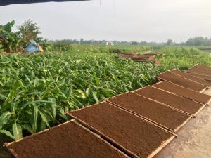 phơi thuốc lào tại Quảng Xương