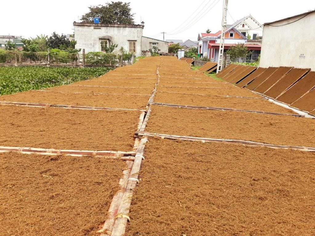 Thuốc lào Thanh Hóa đang phơi
