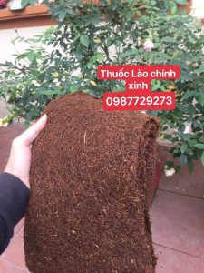 thuốc lào nếp quảng xương