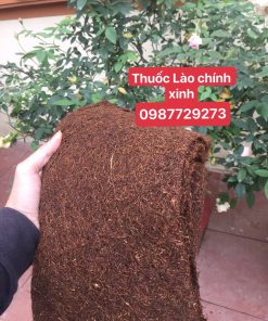 thuốc lào nếp quảng xương