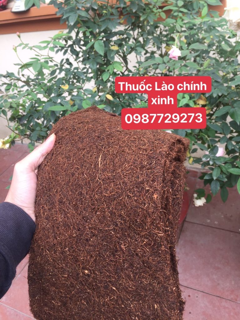 thuốc lào nếp quảng xương