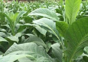 kéo thuốc lào không bị mệt