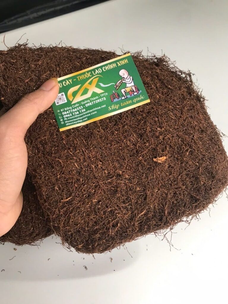 Cây thuốc lào