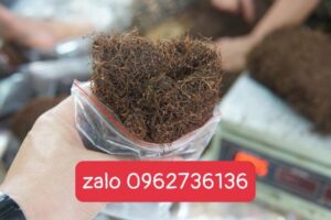 Thuốc lào trong đời sống hiện đại