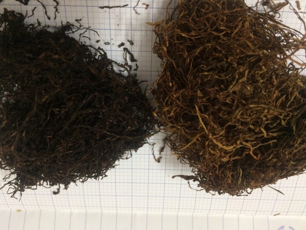 Sự khác biệt giữa thuốc lào Bắc và Nam
