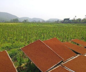 Thuốc Lào Quảng Xương Có Gì Đặc Biệt
