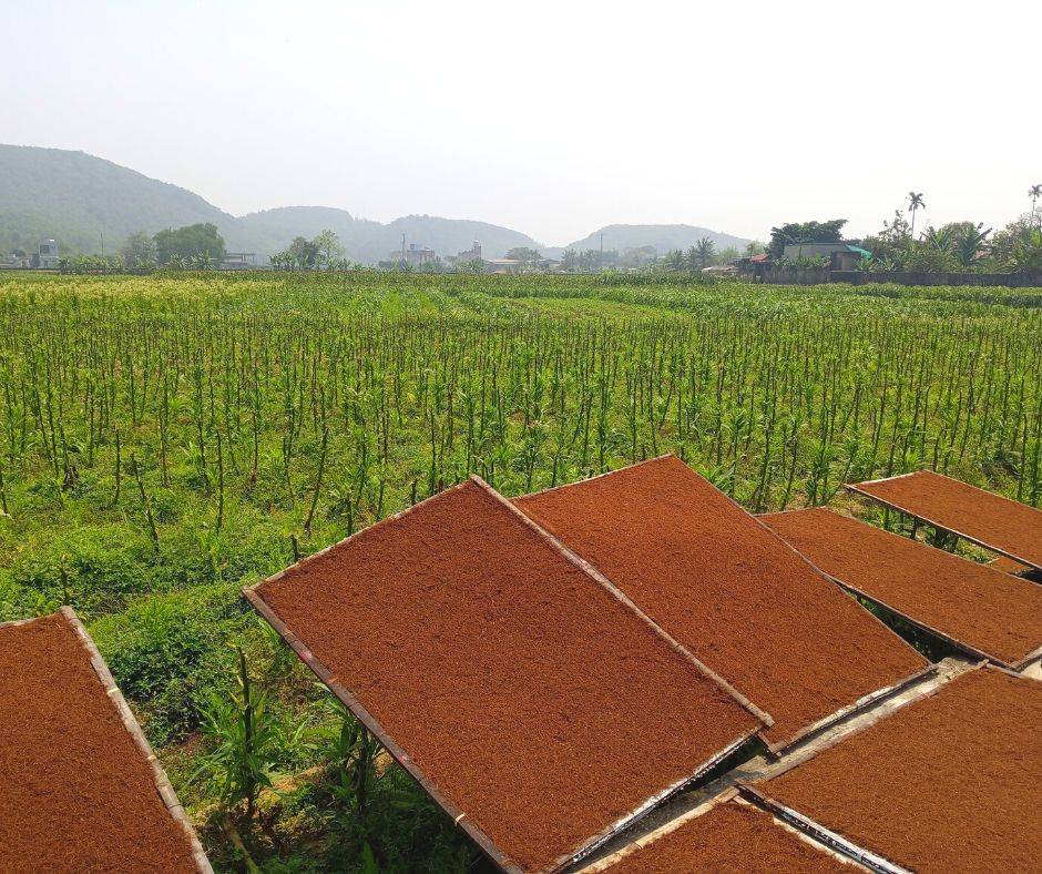 Thuốc Lào Quảng Xương Có Gì Đặc Biệt