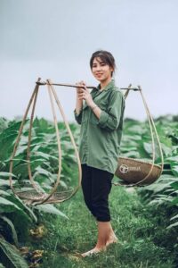 kỹ thuật trồng thuốc lào
